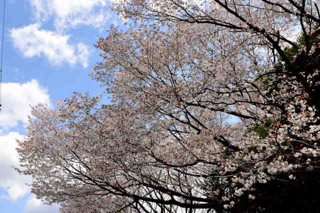 岩瀬東中学校桜