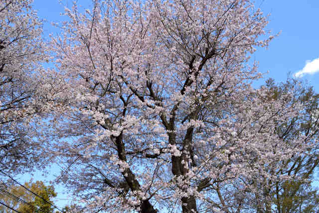 后神社桜