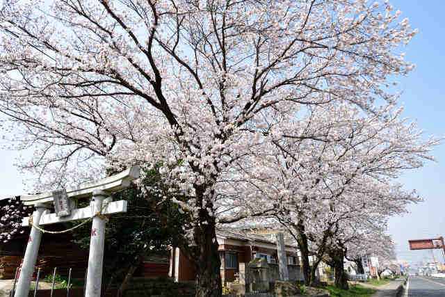 真壁の桜並木