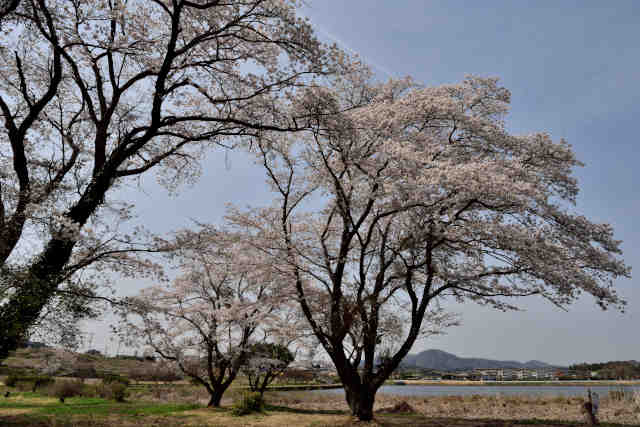 ますみ公園桜