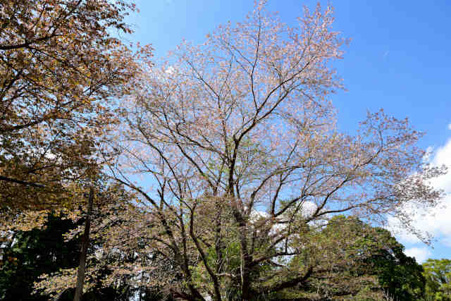 松田白山神社桜