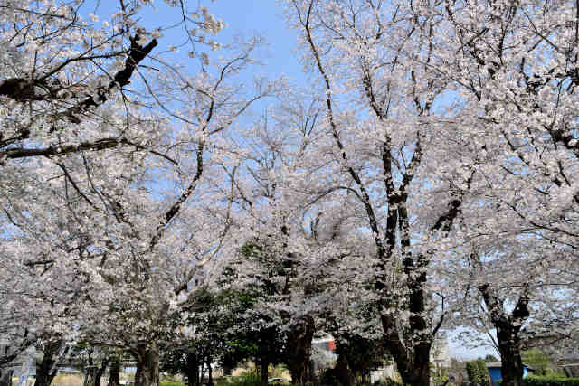 二宮尊徳碑桜