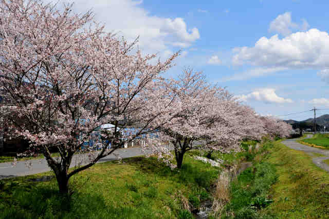 布川桜並木