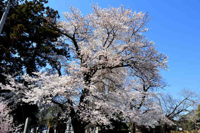 大林院桜