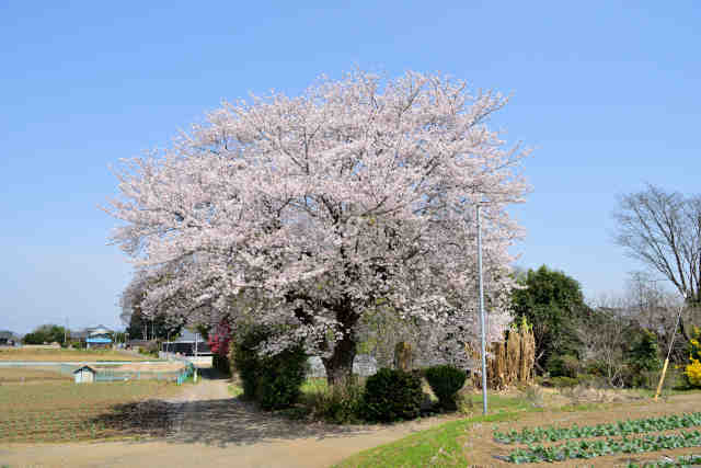 大国玉桜