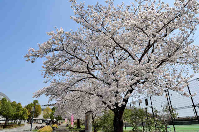 桜川総合運動公園桜
