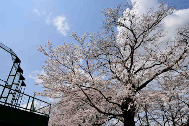 桜川運動公園桜