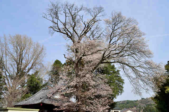 曽根鹿島神社桜