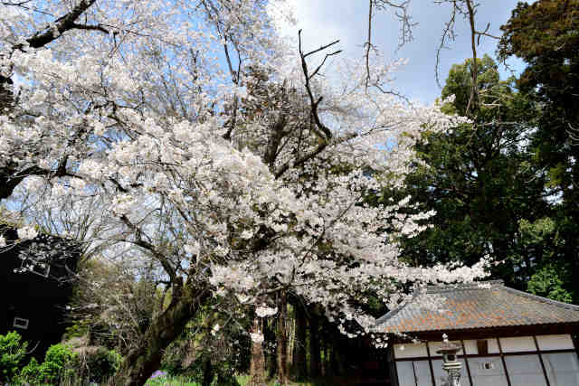 高尾神社桜
