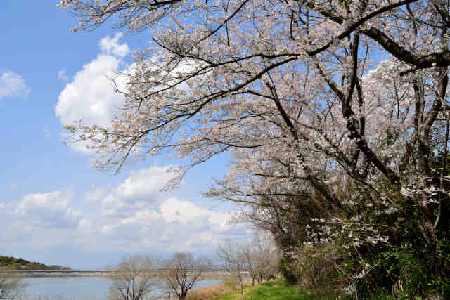 つくし湖周辺の桜