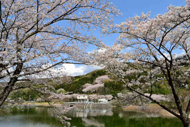 つくし湖の桜