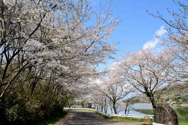 つくし湖道路桜