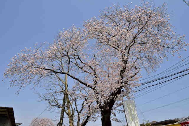 旧谷貝小学校桜