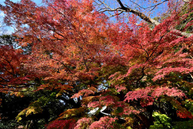 �򉤉@�g�t�R��e