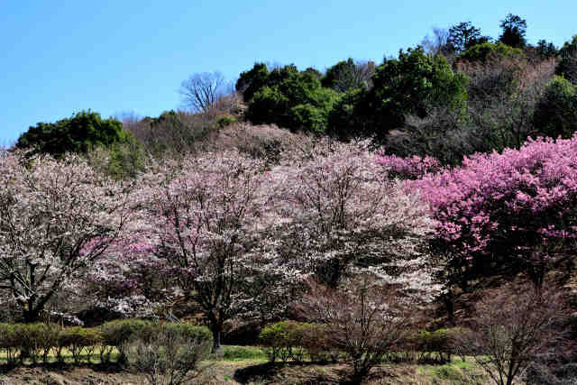 薬王寺桜
