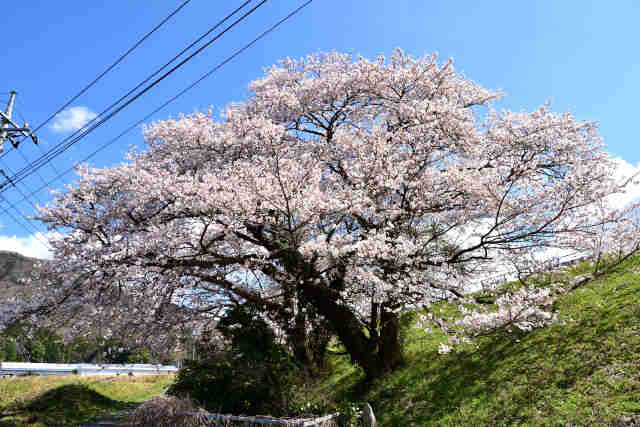柳沢貯水池の桜