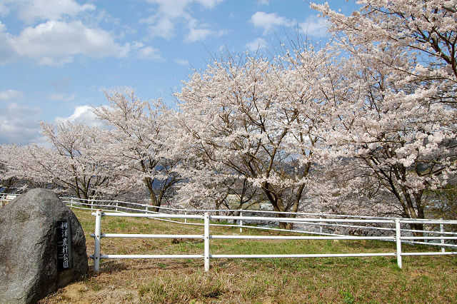 柳沢農村公園桜