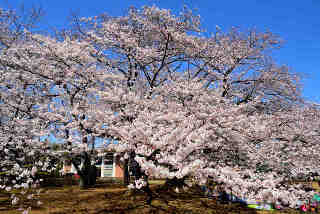 愛国学園桜
