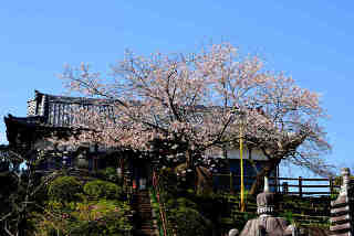 阿弥陀院桜