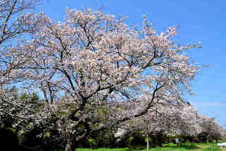 青木堰桜