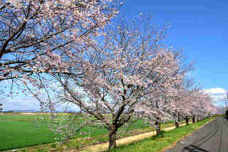 旭ヶ丘桜