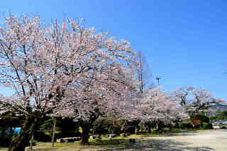 朝日里山学校桜