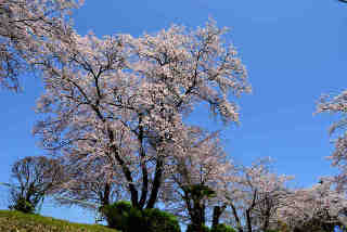 葦穂小学校桜