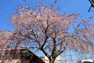 豊体枝垂桜