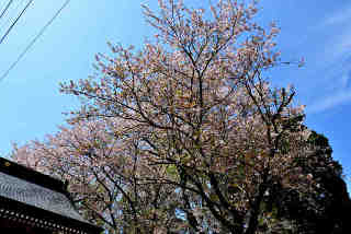 長徳院桜