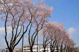 中央高校桜