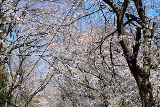 大日坂桜並木