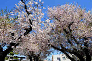 蛭児神社桜