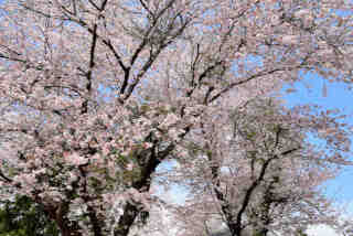 江川天満宮桜