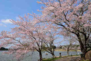 遠州池桜