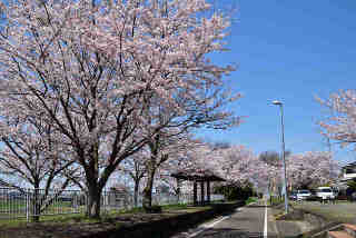 藤沢休憩所桜