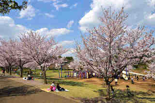 福岡堰さくら公園の桜