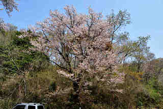 福禄桜