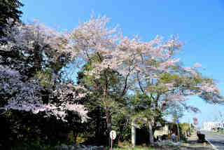 福泉寺桜