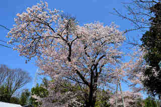 普門院桜