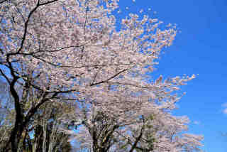 ふるさとの森桜