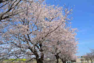 五霞落川桜並木