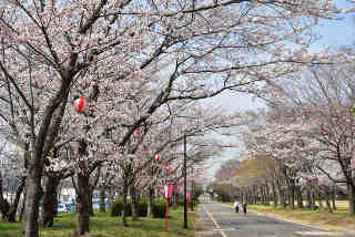 神之池緑地公園桜