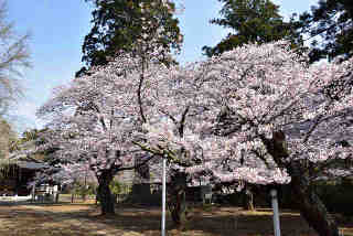 弘経寺桜