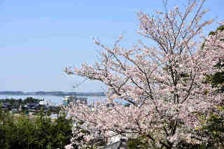 羽黒山公園桜
