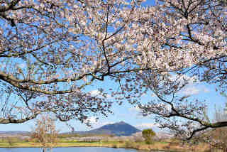 母子島遊水地の桜