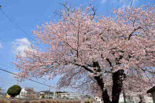羽鳥駅桜