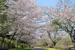 涸沼自然公園桜