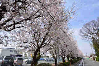 日立化成桜