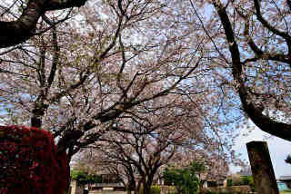 宝珠院桜