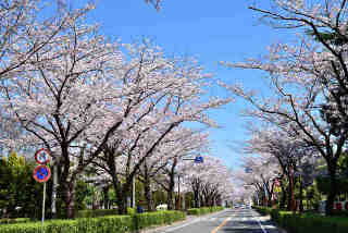 茨大通り桜
